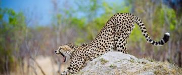 Eco tour: 3 Hour Zambezi National Park Photographic Safari From Victoria Falls (Zimbabwe)