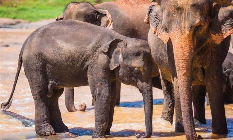 Classical Sri Lanka Tour (Sri Lanka)