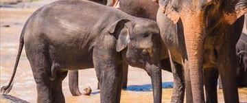Classical Sri Lanka Tour (Sri Lanka)