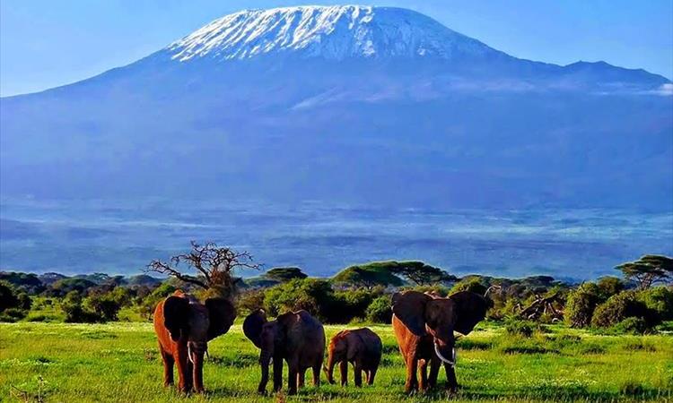 Eco tour: 4-day Safari From Nairobi To Mombasa Through Amboseli, Tsavo West & Tsavo East (Kenya)