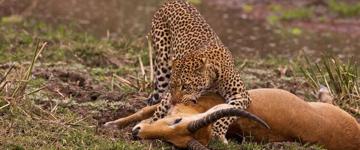 Eco tour: 3 Days Masai Mara Luxury Safari (Kenya)