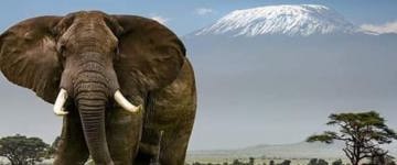 5 Days Masai Mara, Lake Nakuru & Amboseli Safari (Kenya)