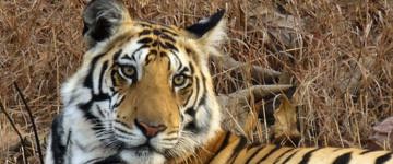 Eco tour: From Delhi: Private 5-Day Golden Triangle Tour With Ranthambore Tiger Safari (India)