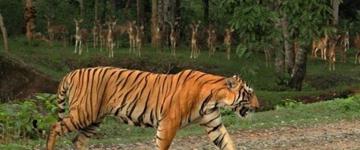 Sandalwood, Backwater & Spice Route (India)