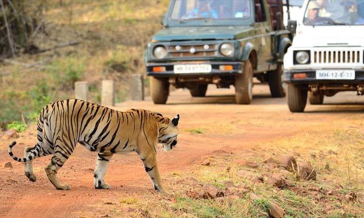 Nagpur To Vizag Tribal Villages & Tiger Safari (India)
