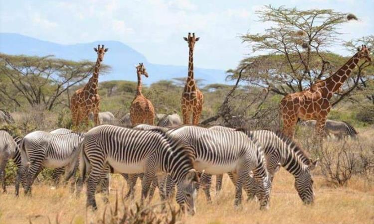 Eco tour: 7 Days 6 Nights Samburu, Lake Nakuru, Lake Naivasha & Masai Mara (Kenya)