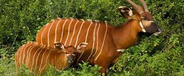 Eco tour: 9 Days 8 Nights Aberdare/ Ol Pajeta/ Samburu/ Lake Nakuru/ Lake Naivasha/ Masai Mara (Kenya)
