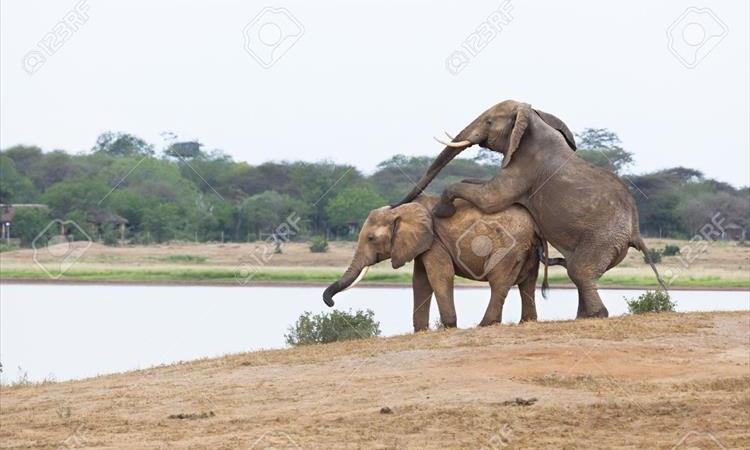 Eco tour: 7 Days Tsavo East, Taita Hills Sanctuary, Amboseli, Lake Naivasha, Masai Mara Safari (Kenya)