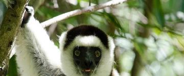 Small Group Crossing Of The National Road 7 (Madagascar)