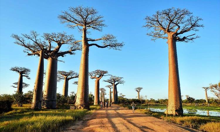 Tsingy Of Bemaraha And Morondava In Detail (Madagascar)