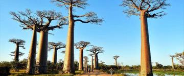 Tsingy Of Bemaraha And Morondava In Detail (Madagascar)