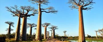 Tsingy Of Bemaraha And Morondava In Detail (Madagascar)