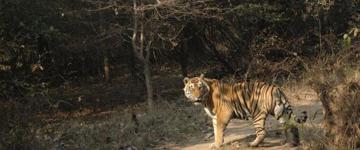 Eco tour: Taj, Tiger, Fort & Mansion Tour (India)