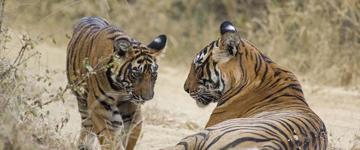 Eco tour: Golden Triangle & Beyond (India)