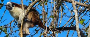 Eco Tour To Monkey Island (Panama)