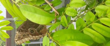 Anton Valley Day Tour (Panama)