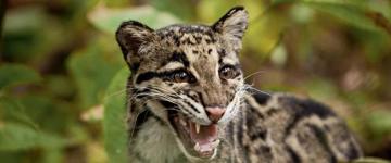 Assam Tea Estate, Monasteries & National Park Tour (India)