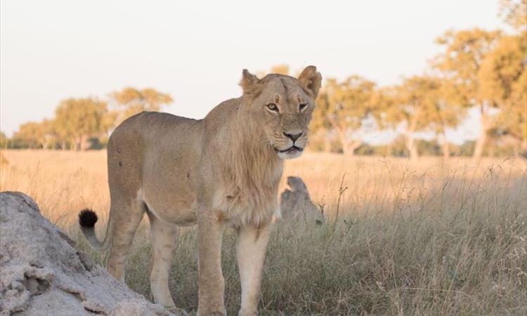 Full Day Chobe Game Drive (Botswana)