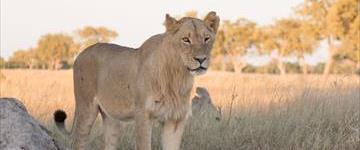 Full Day Chobe Game Drive (Botswana)
