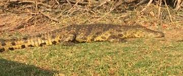 Eco tour: Game Drive At Victoria Falls National Park (Zimbabwe)