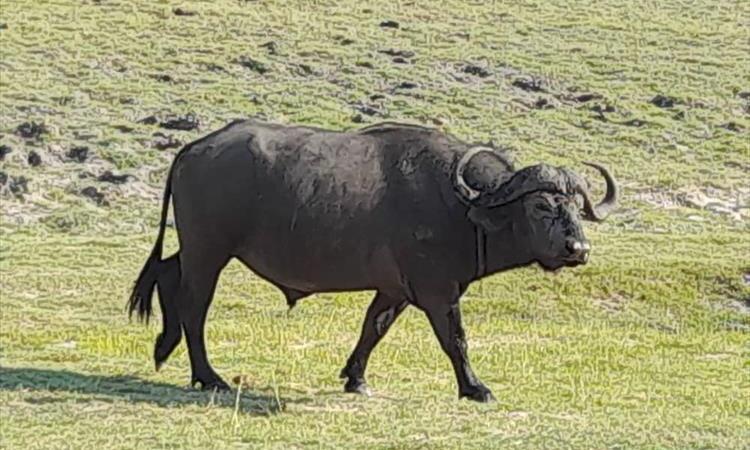 Eco tour: 9 Days Best Of Both Worlds: Kruger, Chobe, Victoria Falls And Hwange National Park (South Africa)