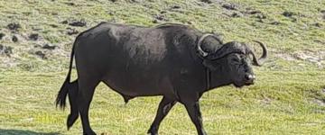 Eco tour: 9 Days Best Of Both Worlds: Kruger, Chobe, Victoria Falls And Hwange National Park (South Africa)