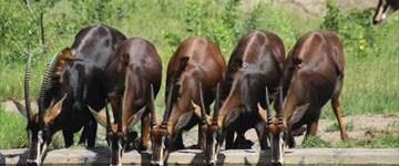 Eco tour: 9 Days Best Of Both Worlds: Kruger, Chobe, Victoria Falls And Hwange National Park (South Africa)