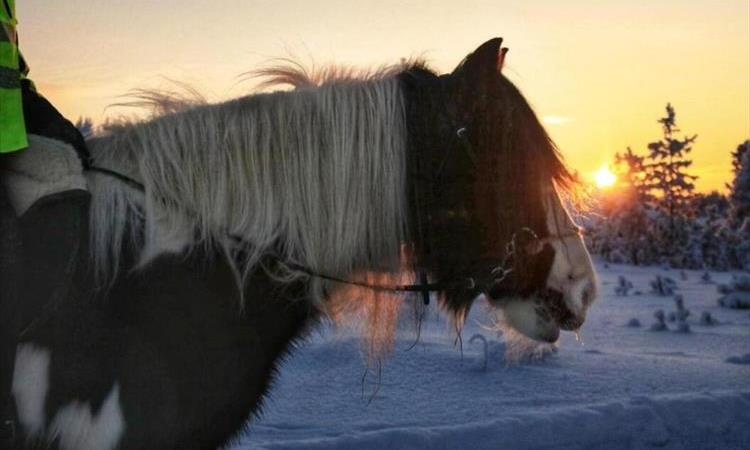 Arctic Circle Horse Riding (Finland)