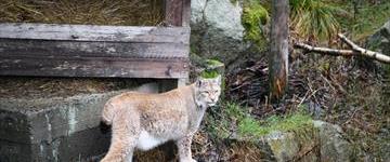 Ranua Zoo And Barbecue (Finland)