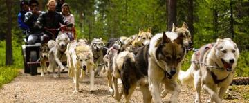 Autumn Husky Safari Adventure (Finland)