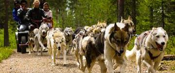 Autumn Husky Safari Adventure (Finland)