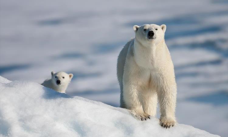 Ounasvaara And Ranua Zoo (Finland)