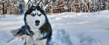 Visit The Husky Farm + Husky Sleigh Experience (Finland)
