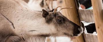 Forest Trail Reindeer Safari (Finland)
