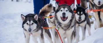 Snowy Trails Husky Safari (10 Km) (Finland)