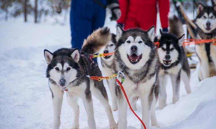 Husky Safari Husky Ranch Snowy Trails Husky Safari (10 Km) From A$392