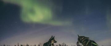 Hunting Northern Lights With Husky (Finland)