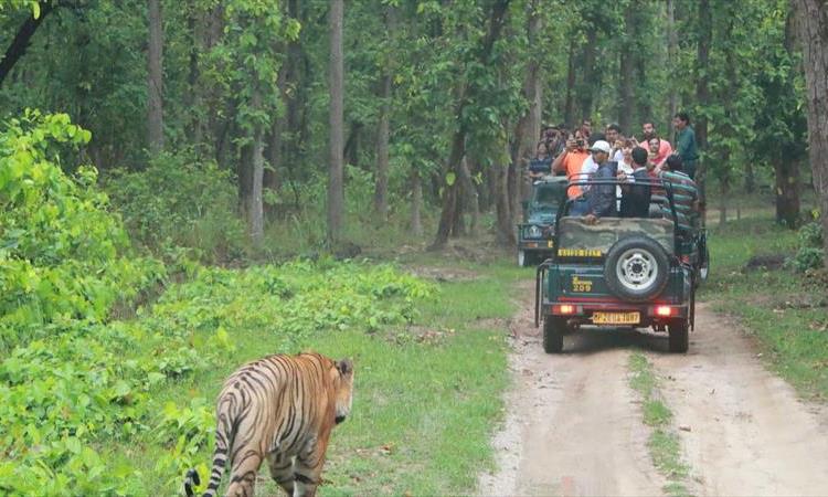 Eco tour: For The Love Of Taj & Tiger - Golden Triangle With Ranthambore With 3 Tiger Safaris (India)