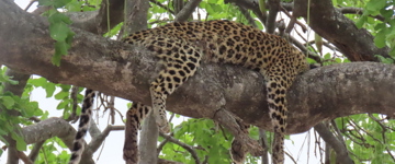 Eco tour: Moremi  Day Trip (Botswana)