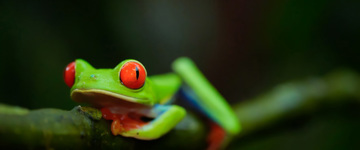 Eco tour: Costa Rica Eco Nature Tour (Costa Rica)