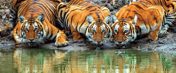 A Private Day Wild Safari Tour From Karnataka To Tamilnadu (India)