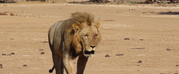 Eco tour: Chobe Full Day Safari (Zambia)