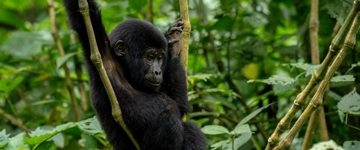 Eco tour: 3 Days/2 Nights Gorilla Tracking Tour To Bwindi Impenetrable Forest (Uganda)