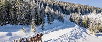 Horse-drawn Sleigh Experience – Discover The Magic Of Harghita In Winter (Romania)