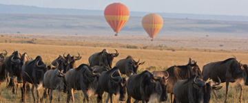 4 Days Great Masai Mara And Lake Nakuru Migration Safari (Kenya)