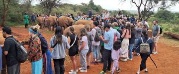 From Nairobi: David Sheldrick Elephant Trust Day Excursion (Kenya)