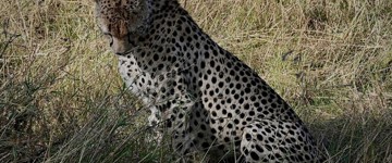 4-Day Fly-In Safari To Northern Serengeti (Tanzania)