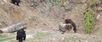 Hiking And Bear Watching Experience In The Wild (Romania)