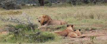 8 Days Amboseli, Samburu, Aberdares, Lake Nakuru & Masai Mara Safari (Kenya)