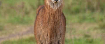 Eco tour: 5 Days/4 Nights Tour To Lake Mburo, Gorilla Tracking & Queen Elizabeth National Parks (Uganda)